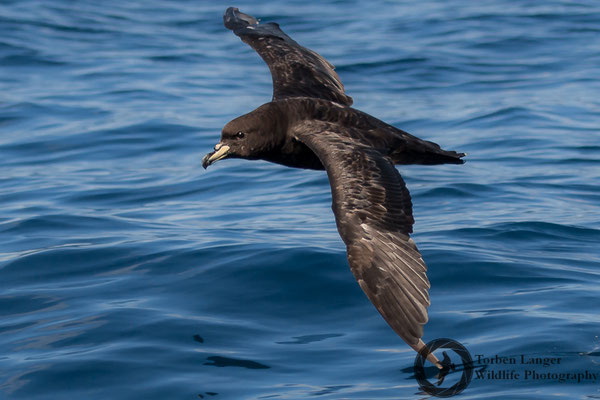 Procellaria westlandica / Westland Petrel / Westland-Sturmvogel