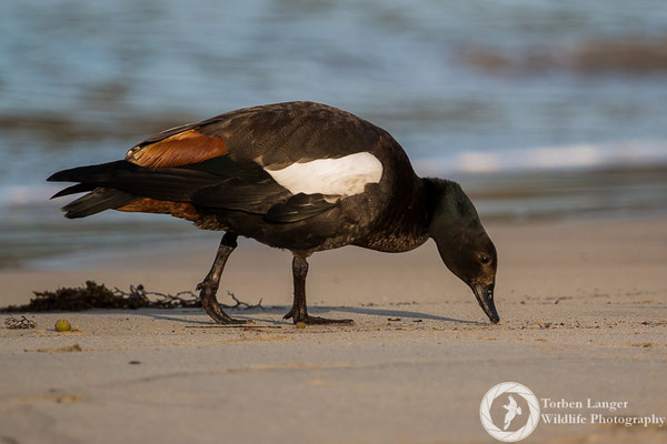 Tadorna variegata / Paradise Shelduck / Paradieskasarka ♂ 