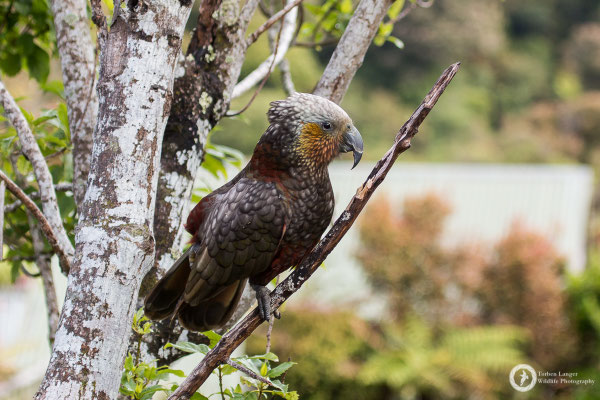 Nestor meridionalis / Kaka