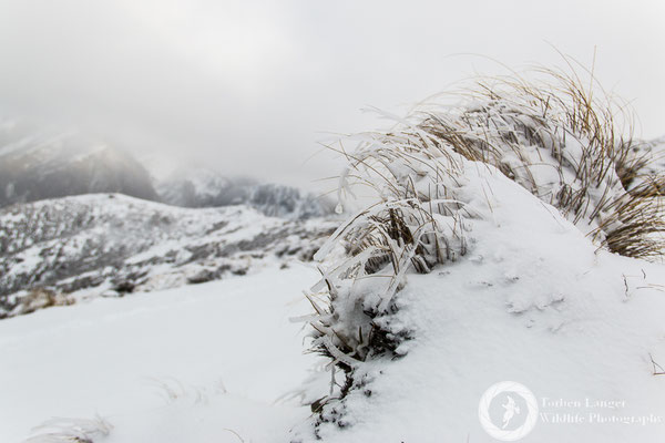 Climb to Foggy Peak