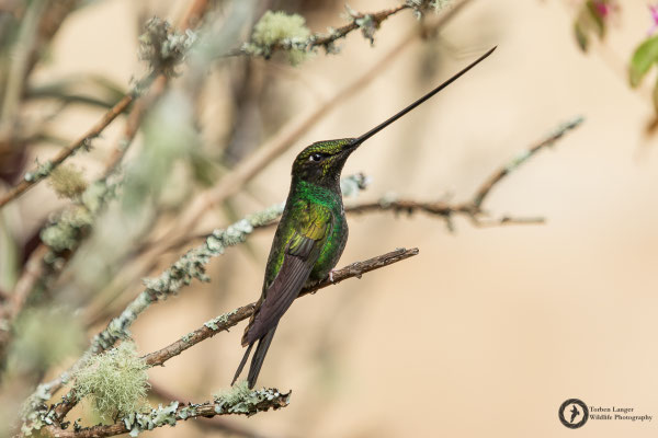 Ensifera ensifera - Sword-billed Hummingbird - Schwertschnabelkolibri ♂