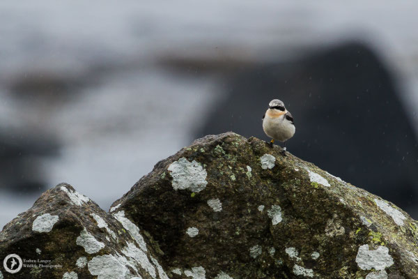 Oenanthe oenanthe / Northern Wheatear / Steinschmätzer ♂