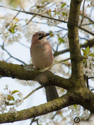 Garrulus glandarius / Eurasian Jay / Eichelhäher