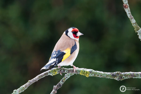 Carduelis carduelis / European Goldfinch / Stieglitz