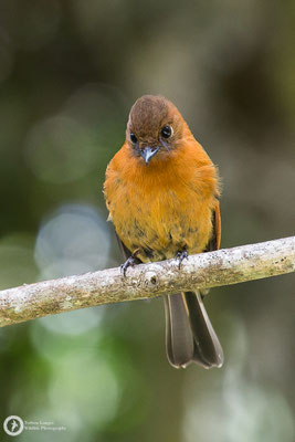 Pyrrhomyias cinnamomeus / Cinnamon Flycatcher / Zimttyrann