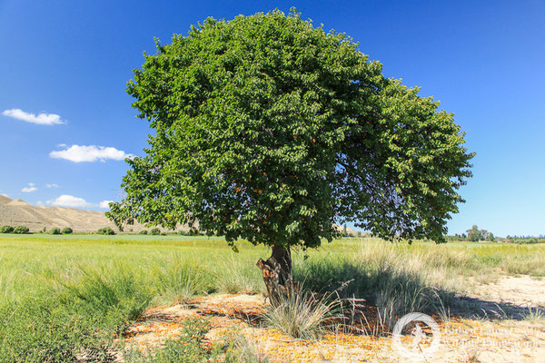 Apricot tree on an old graveyard
