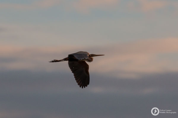 Purple Heron
