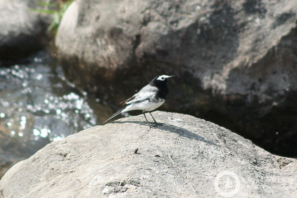 White Wagtail (ssp. personata)