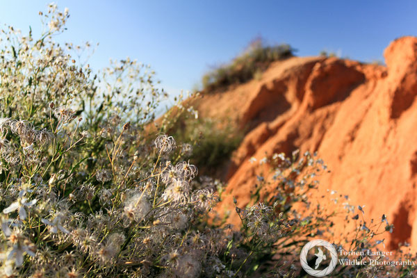 Badlands