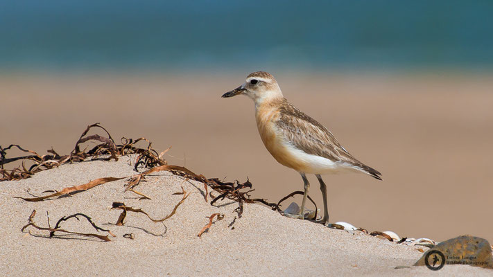 Charadrius aquilonius / Northern Red-breasted Plover / Strand-Maoriregenpfeifer