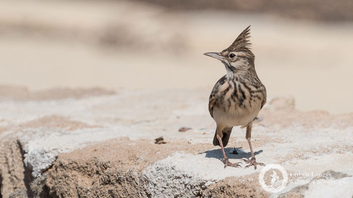 Crested Lark