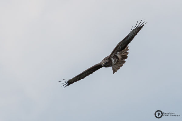 Buteo buteo / Common Buzzard / Mäusebussard