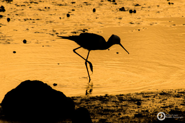 Himantopus himantopus ssp. leucocephalus / Black-winged Stilt / Stelzenläufer