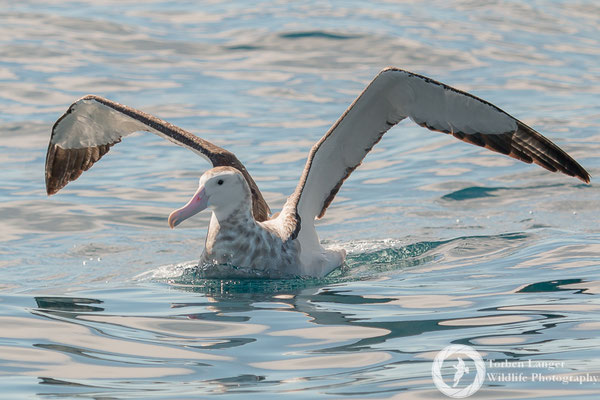 Diomedea antipodensis / Antipodean Albatross / Antipodenalbatros