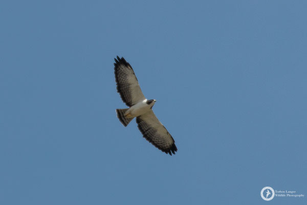 Variable Hawk