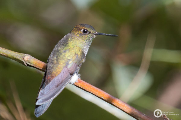 Buff-thighed Puffleg