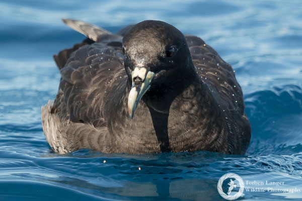 Procellaria aequinoctialis / White-chinned Petrel / Weißkinn-Sturmvogel