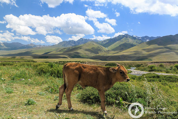 Alpine calf