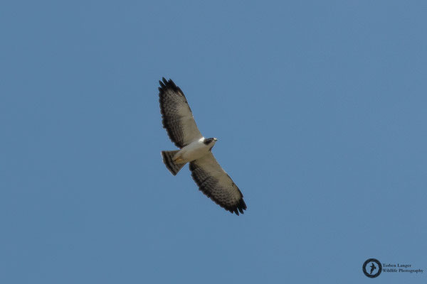 Geranoaetus polyosoma / Variable Hawk / Rotrückenbussard