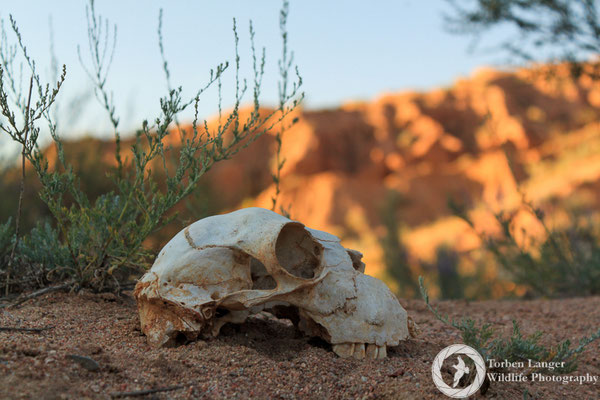 Skull