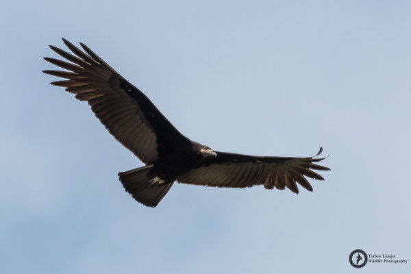 Cathartes burrovianus / Lesser Yellow-headed Vulture / Kleiner Gelbkopfgeier