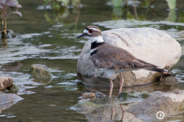 Killdeer