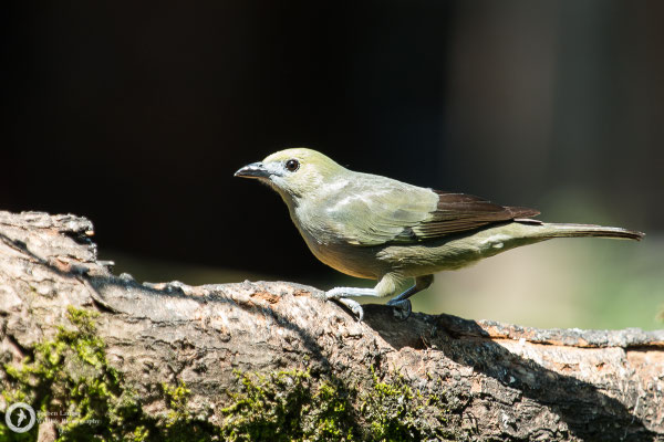 Tangara palmarum / Palm Tanager / Palmentangare
