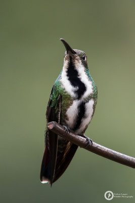 Anthracothorax nigricollis - Black-throated Mango - Schwarzbrust-Mangokolibri ♀