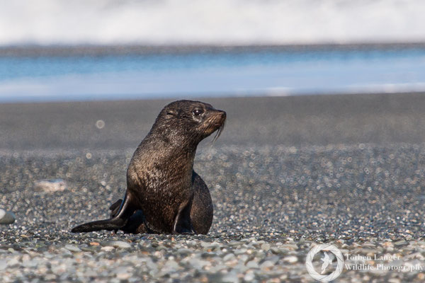 A juvenile New Zealand Fur Seal at Gillespies Beach