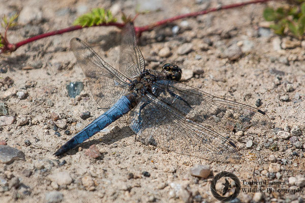 Dragonfly / Libelle
