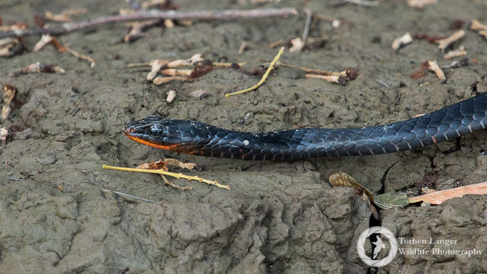 Snake / Schlange