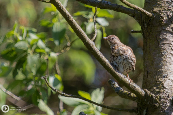 Turdus philomelos / Song Thrush / Singdrossel