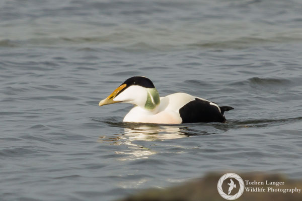 Somateria mollissima / Common Eider / Eiderente ♂