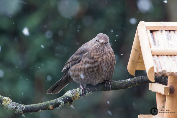 Turdus merula / Eurasian Blackbird / Amsel ♀