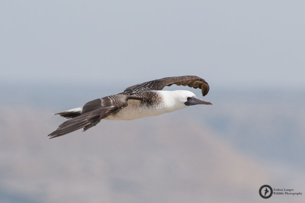 Sula variegata / Peruvian Booby / Guanotölpel
