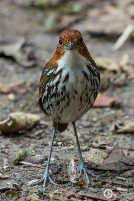 Grallaria ruficapilla / Chestnut-crowned Antpitta / Rostkappen-Ameisenpitta