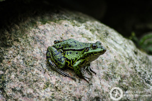 Pelophylax "esculentus" / Edible Frog / Teichfrosch