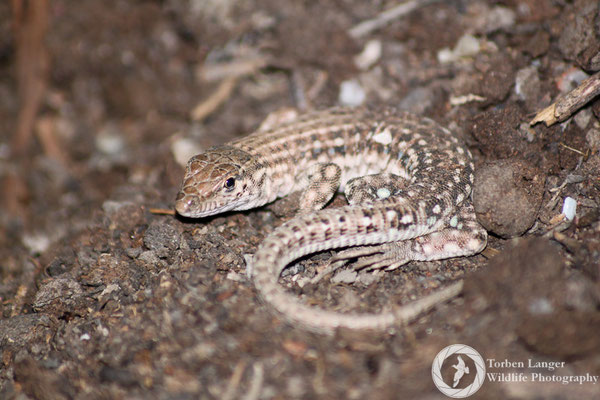 Lizard