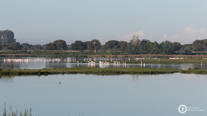 The lagoon close to El Rocío in the Doñana National Park