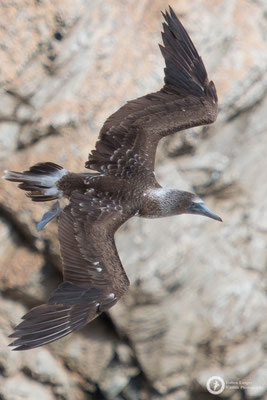 Sula nebouxii / Blue-footed Booby / Blaufußtölpel