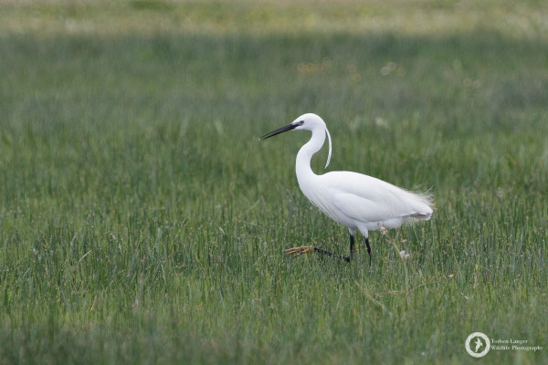 Little Egret
