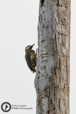 Colaptes punctigula / Spot-breasted Woodpecker / Tüpfelbrustspecht ♀