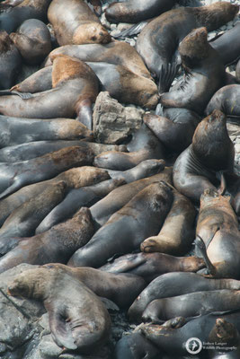 South American Sea Lions