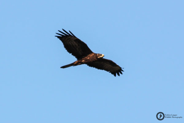 Pernis apivorus / European Honey Buzzard / Wespenbussard