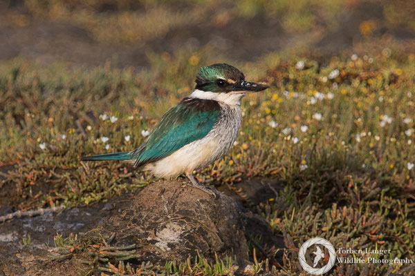 Todiramphus sanctus / Sacred Kingfisher / Götzenliest