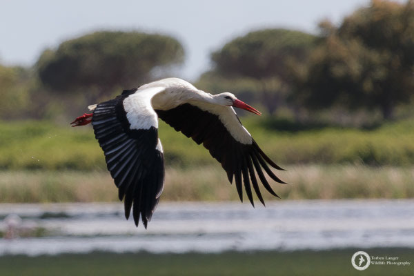White Stork
