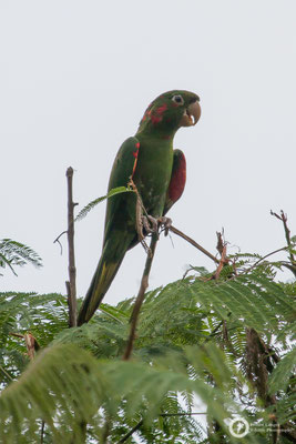 Psittacara mitratus / Mitred Parakeet / Rotmaskensittich
