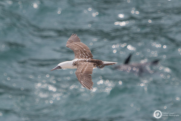 Sula variegata / Peruvian Booby / Guanotölpel
