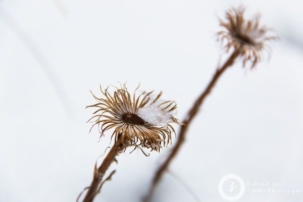 Frozen flowers at Foggy Peak