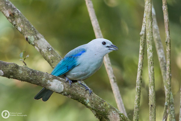 Tangara episcopus / Blue-grey Tanager / Bischofstangare